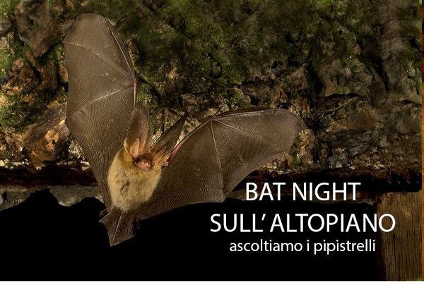 bat-night-pipistrelli-altopiano