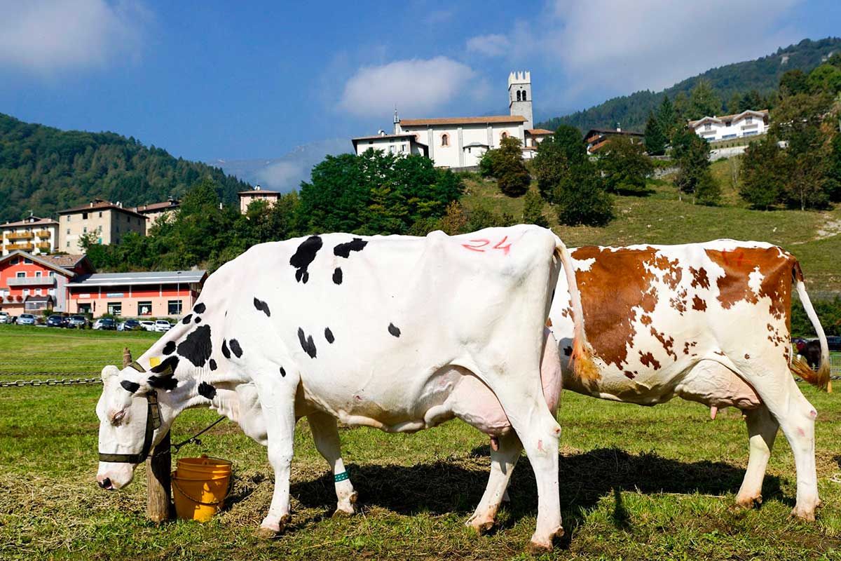 mondo-contadino-latte-in-festa-condino-valle-del-chiese