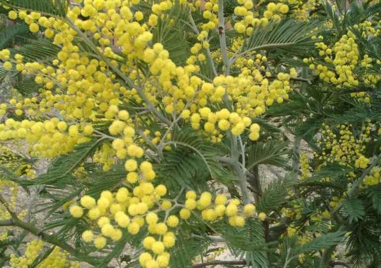 La festa della DONNA