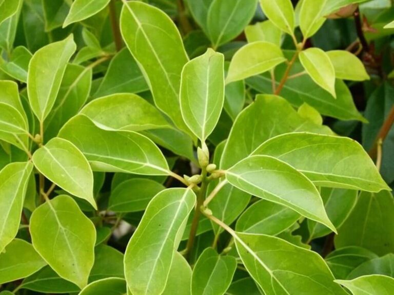 Oli essenziali: alleati del cambio di stagione