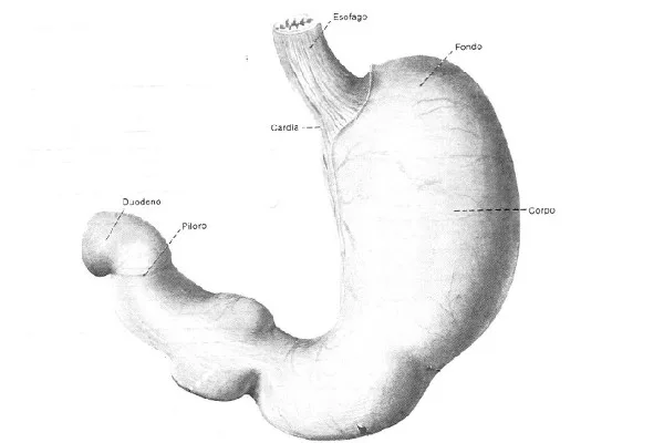 reflusso-gastroesofageo-RGE-articolo-benvenuti-per-bresciabimbi